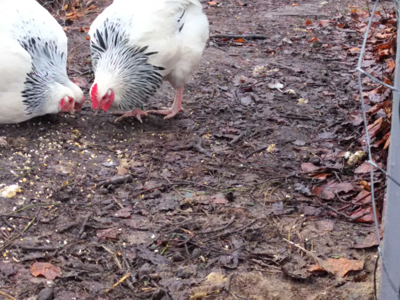 Billede 2 - Sussex hane