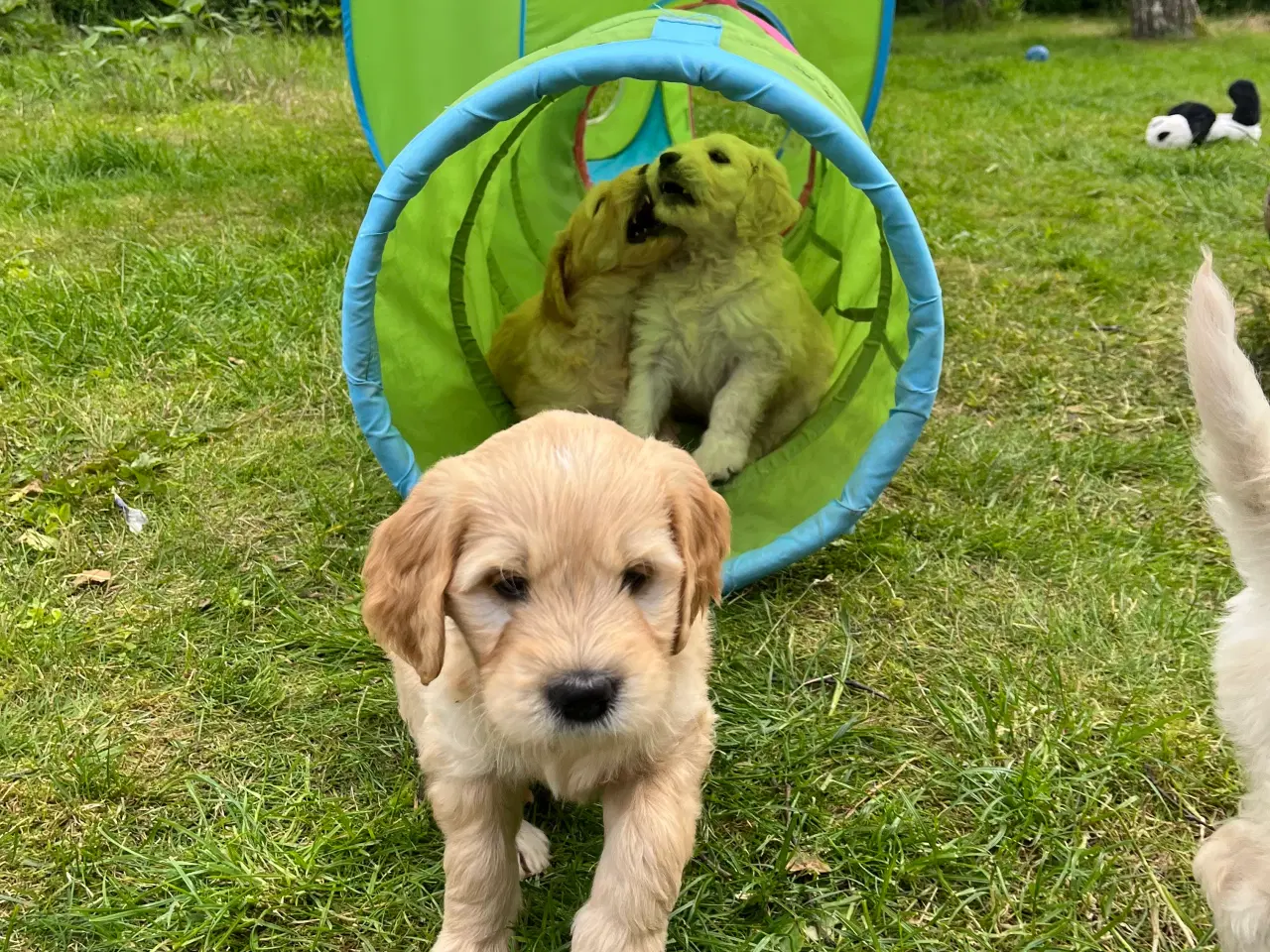 Billede 7 - Goldendoodle 