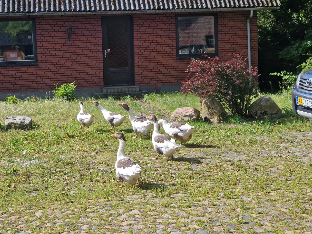 Billede 2 - Gæslinger, ægte Landgæs