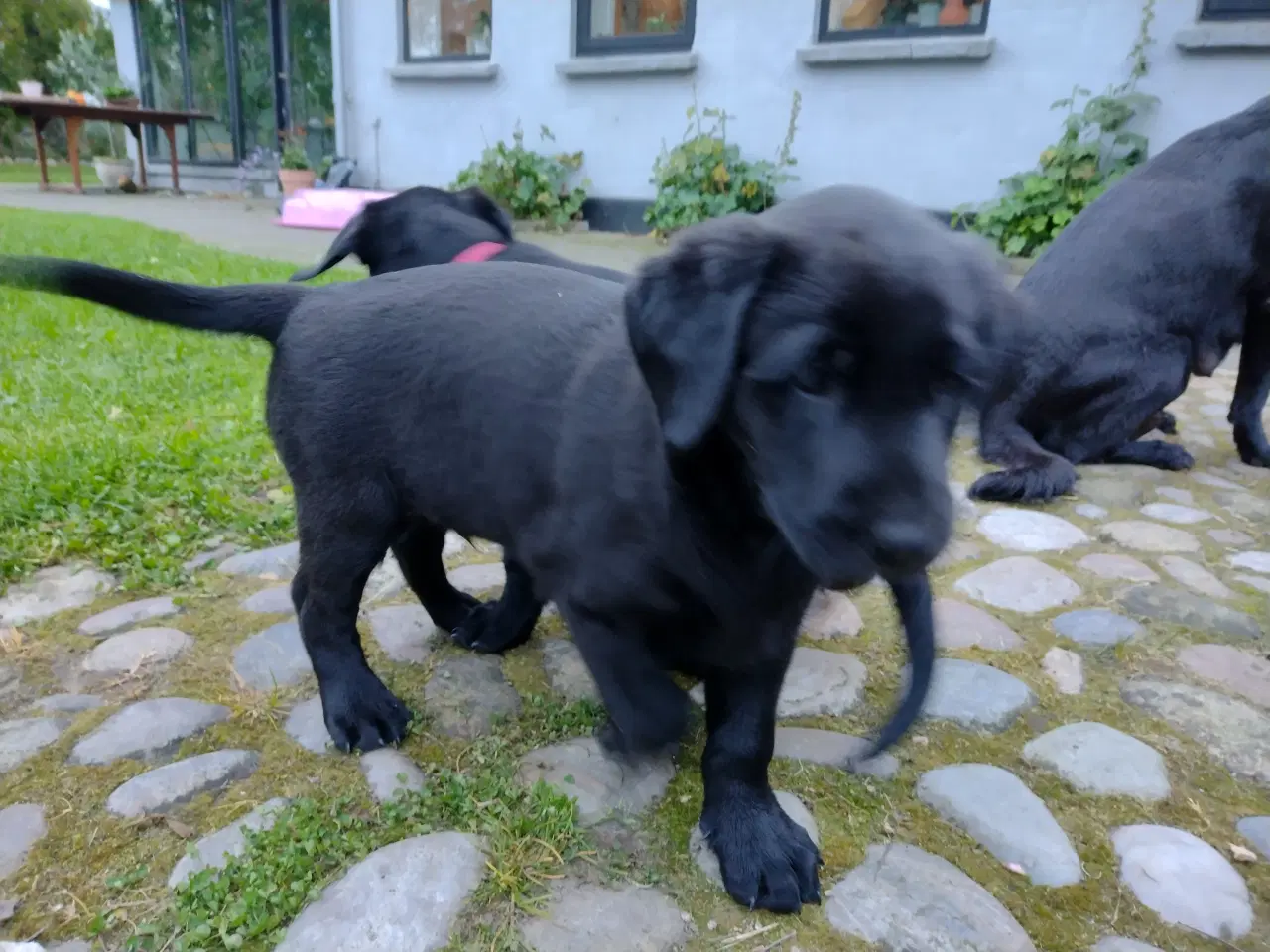 Billede 5 - SOLGT! Han F1 labrador hvalp