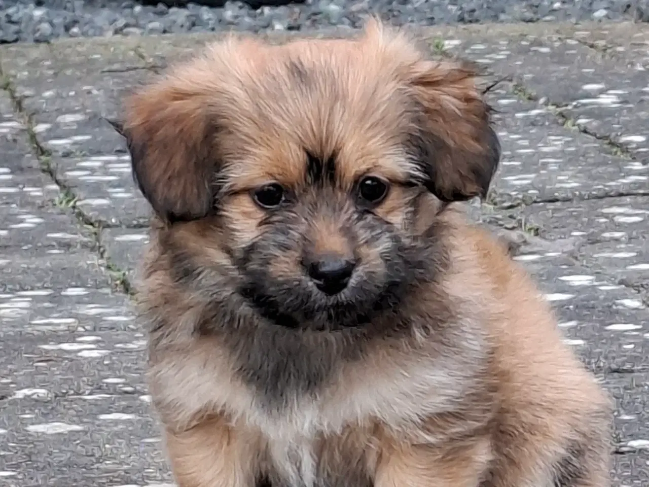 Billede 5 - 2 små prinsesser søger nye madskåle