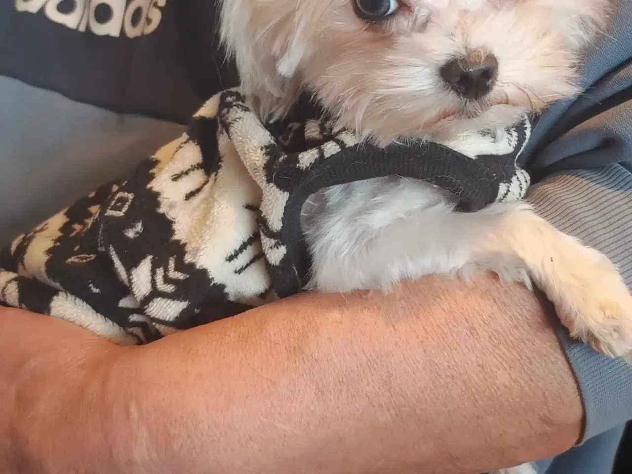 Billede 3 - Sød  miniature/toy Maltipoo salgsklar !