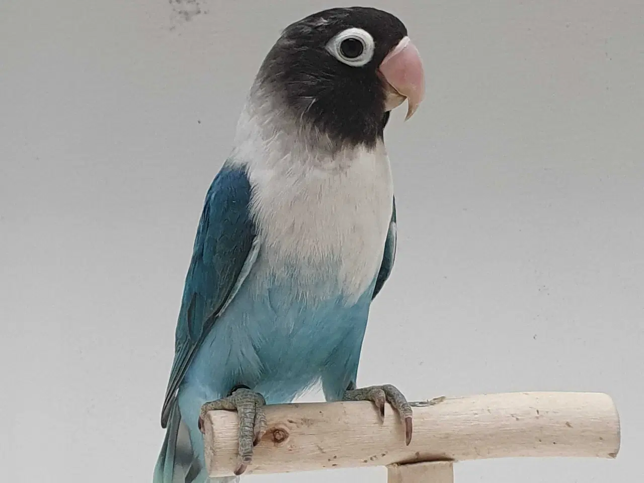 Billede 12 - Sorthovedet Dværgpapegøjepar 