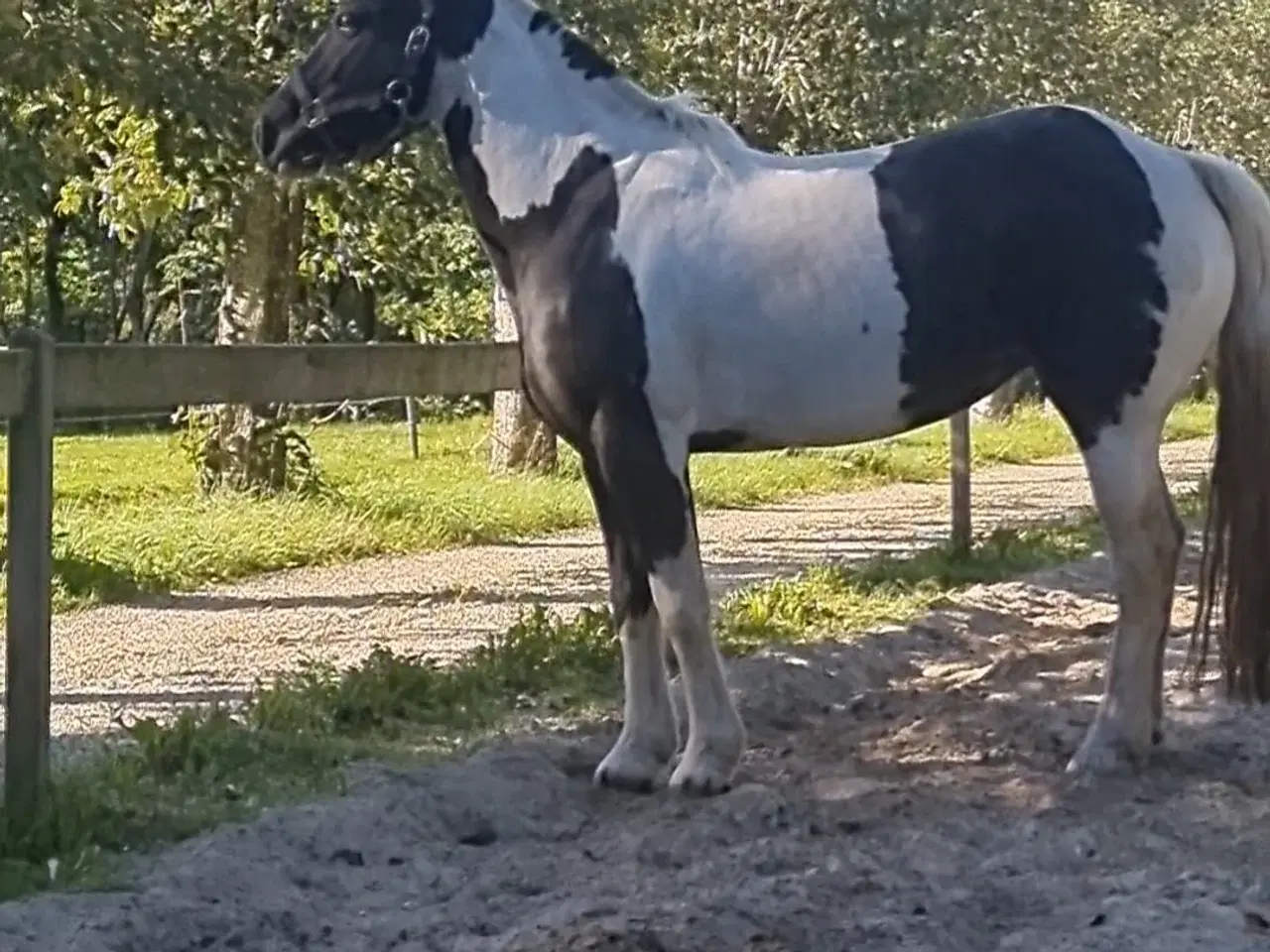 Billede 1 - Pony Til Salg projecthest