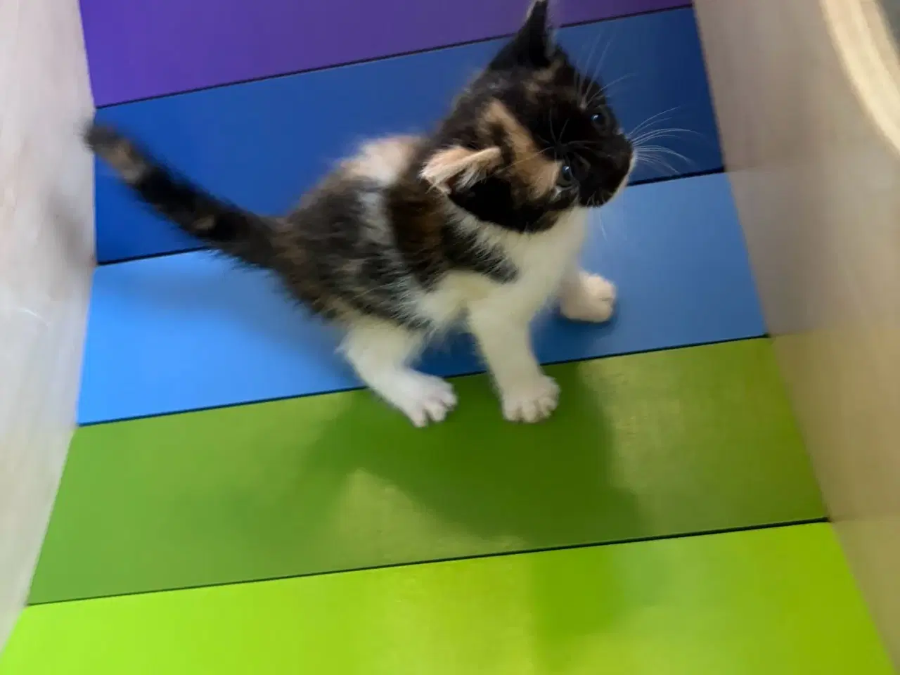 Billede 2 - Kattekillinger