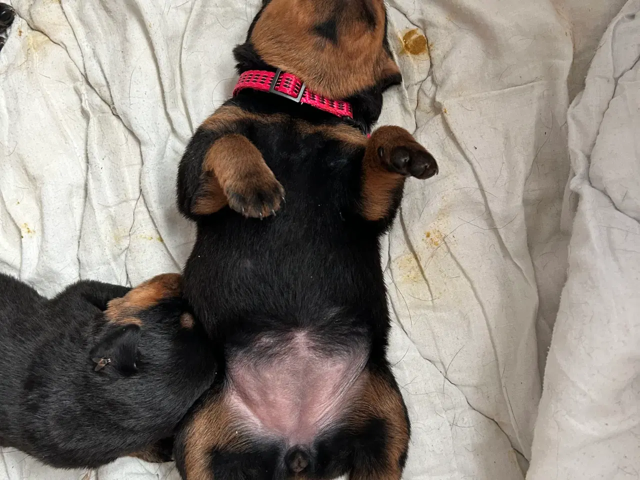 Billede 5 - Rottweiler h alpe