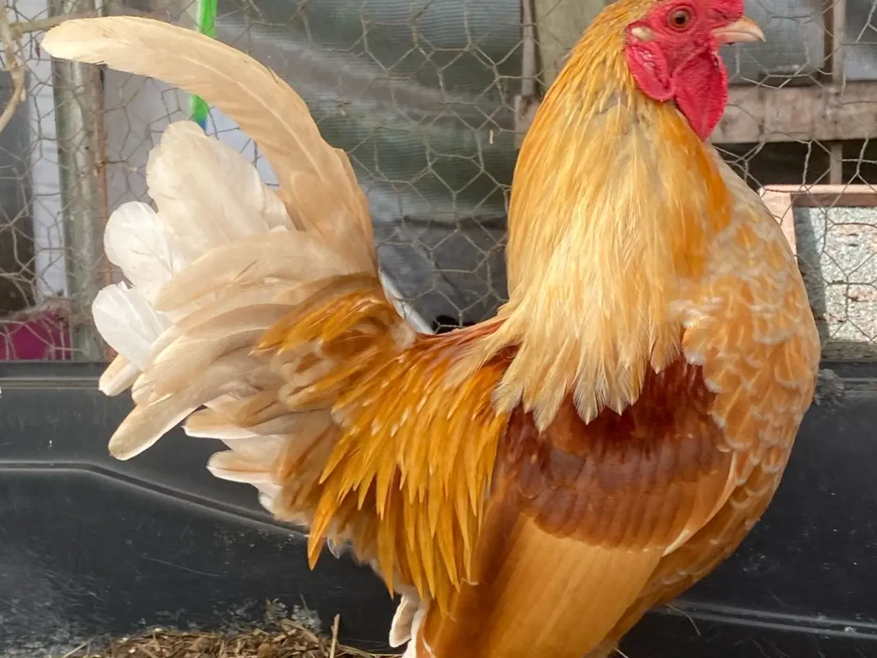 Billede 1 - Serama-blanding dværghane / Serama mix dwarf roo