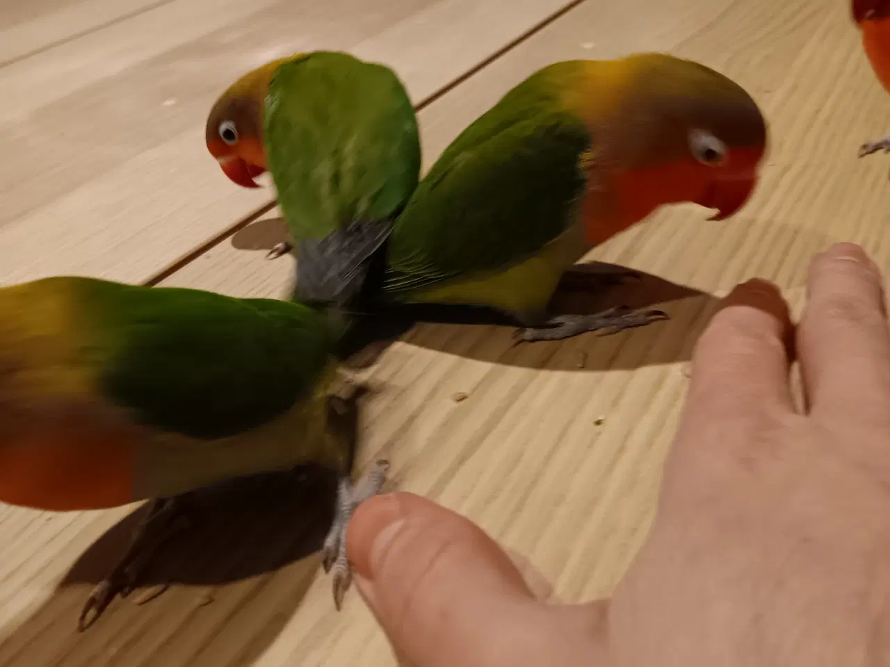 Billede 13 - 4 mdr. gamle dværgpapegøjerunger sælges 500 kr/stk