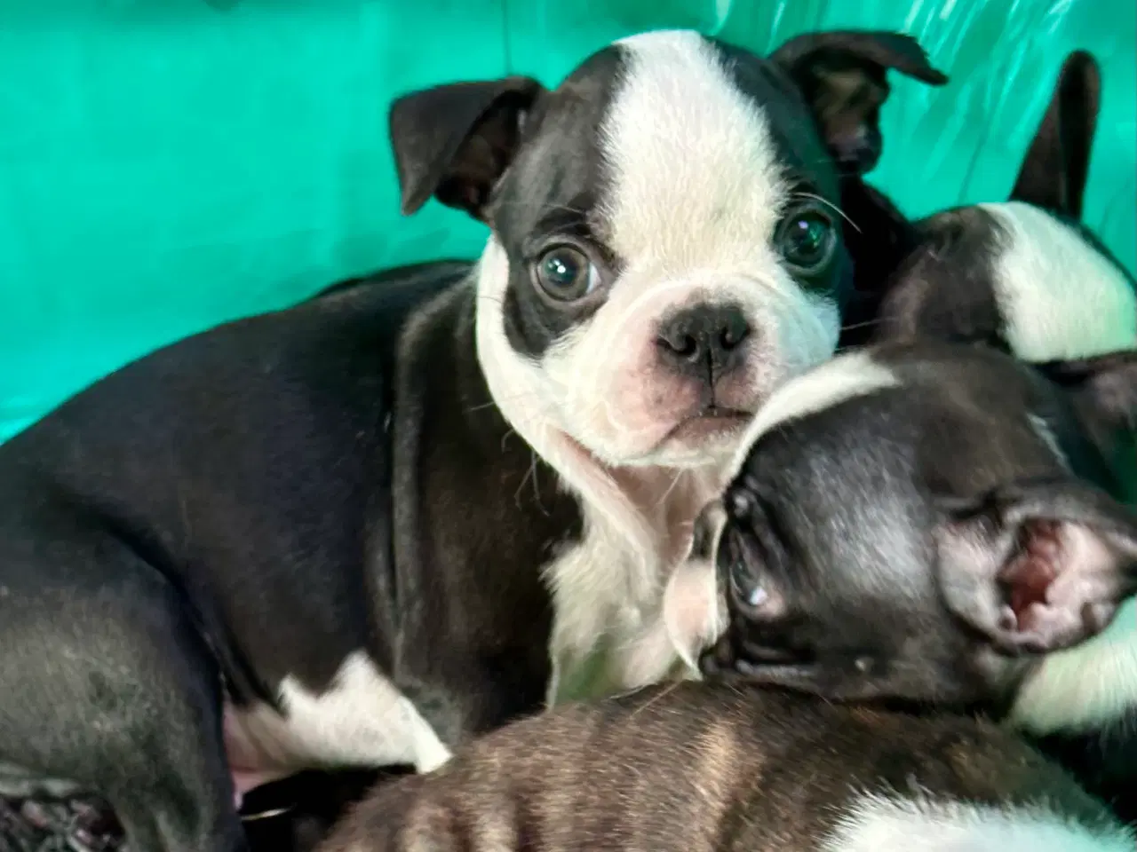 Billede 6 - 🌟 Boston Terrier hvalpe – DKK – Rejseklare