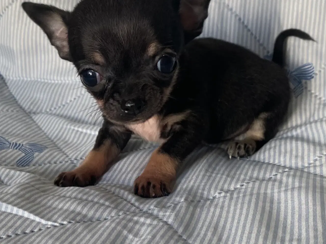 Billede 10 - 3 søde, små hvalpe efter pomeranian og chihuahua