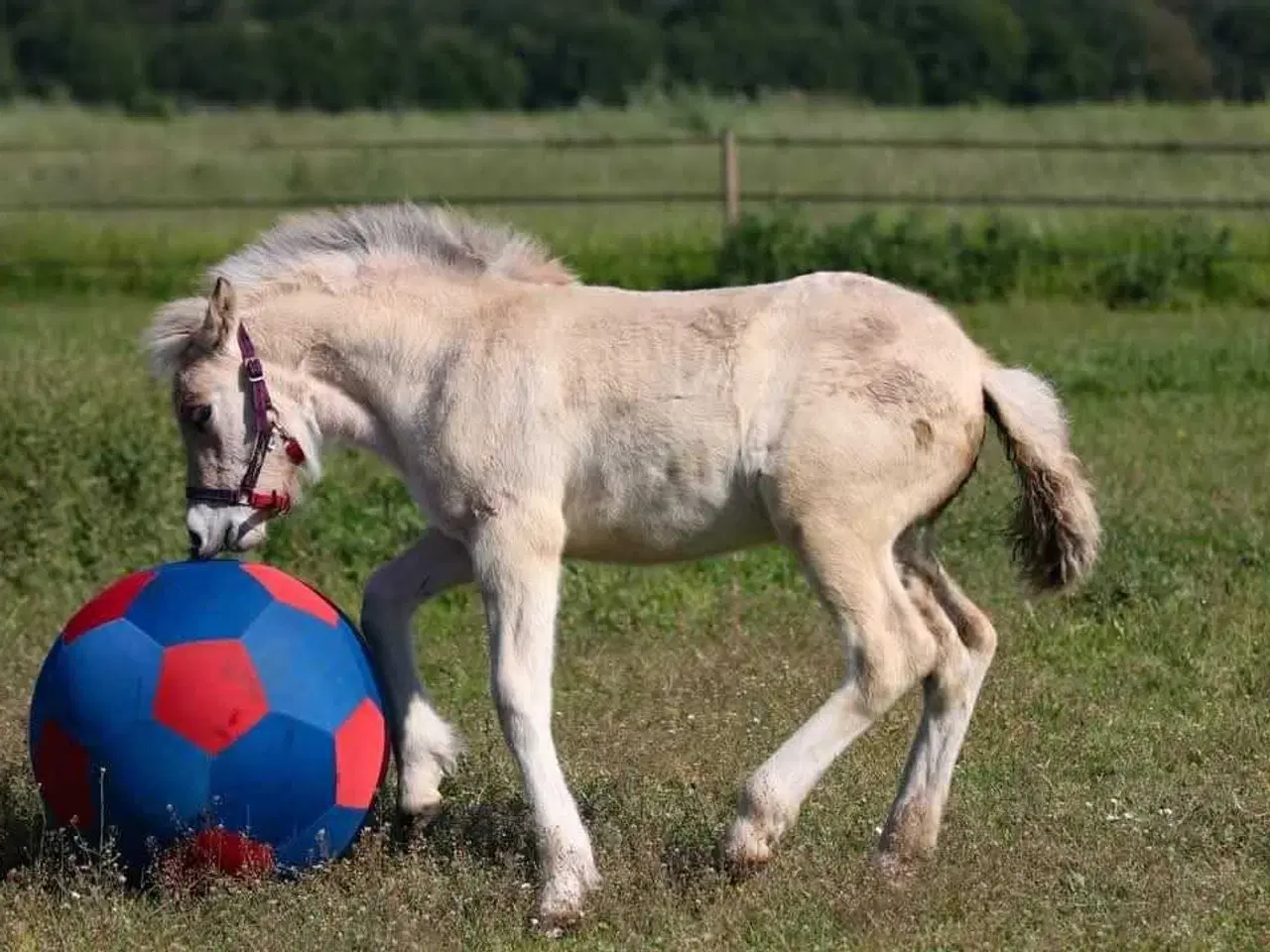 Billede 4 - Brunblakke Fjordhorse Stallion 2 years old