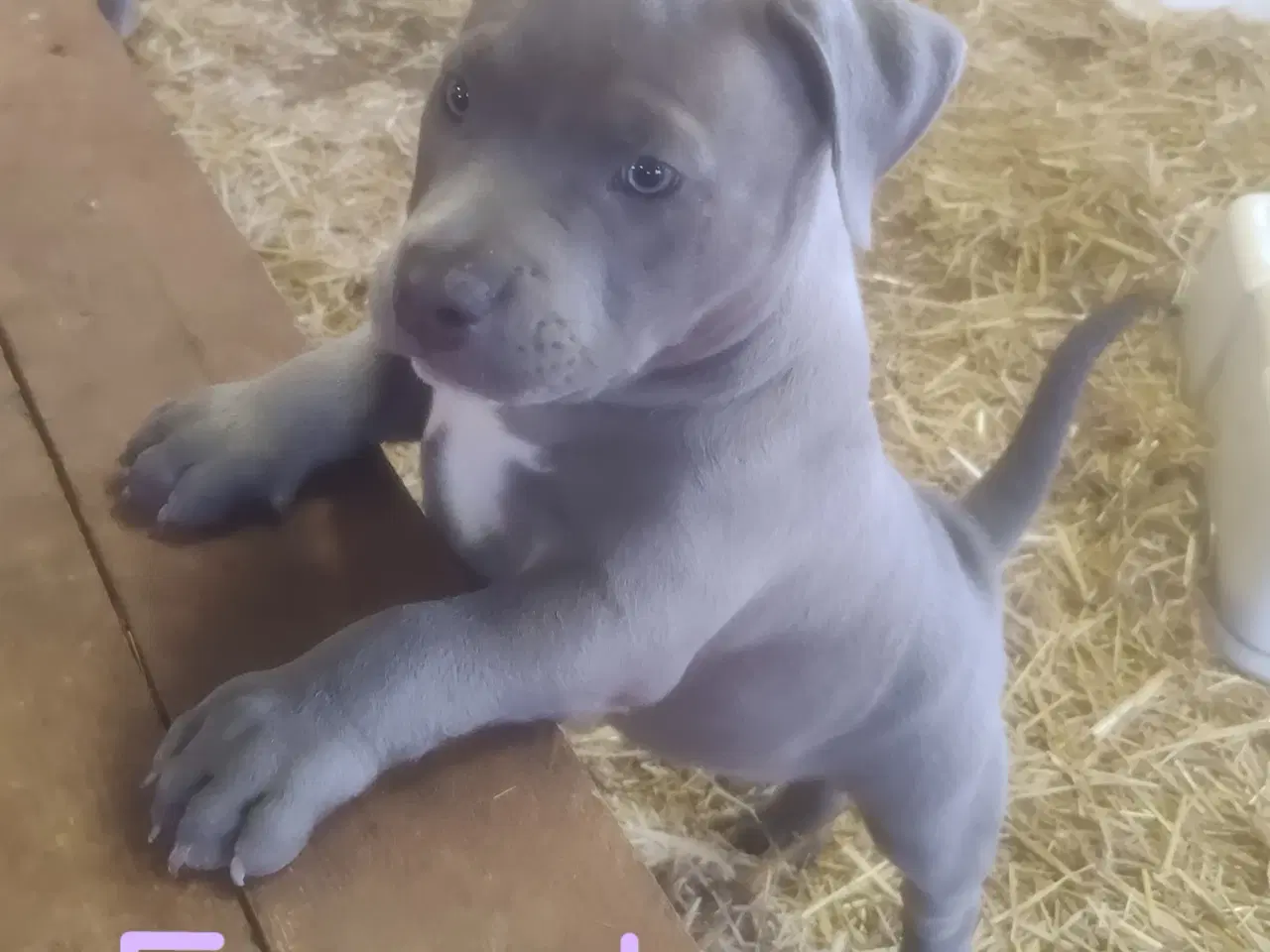 Billede 2 - 🐶 American Bully hvalpe – showkvalitet & familiev