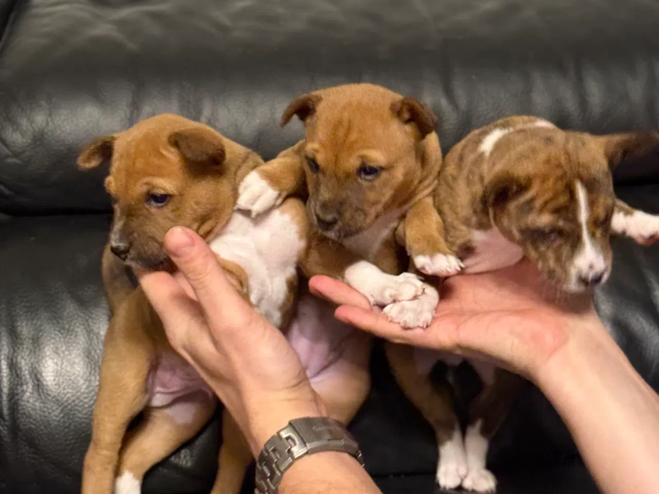 Billede 1 - Basenji hvalpe