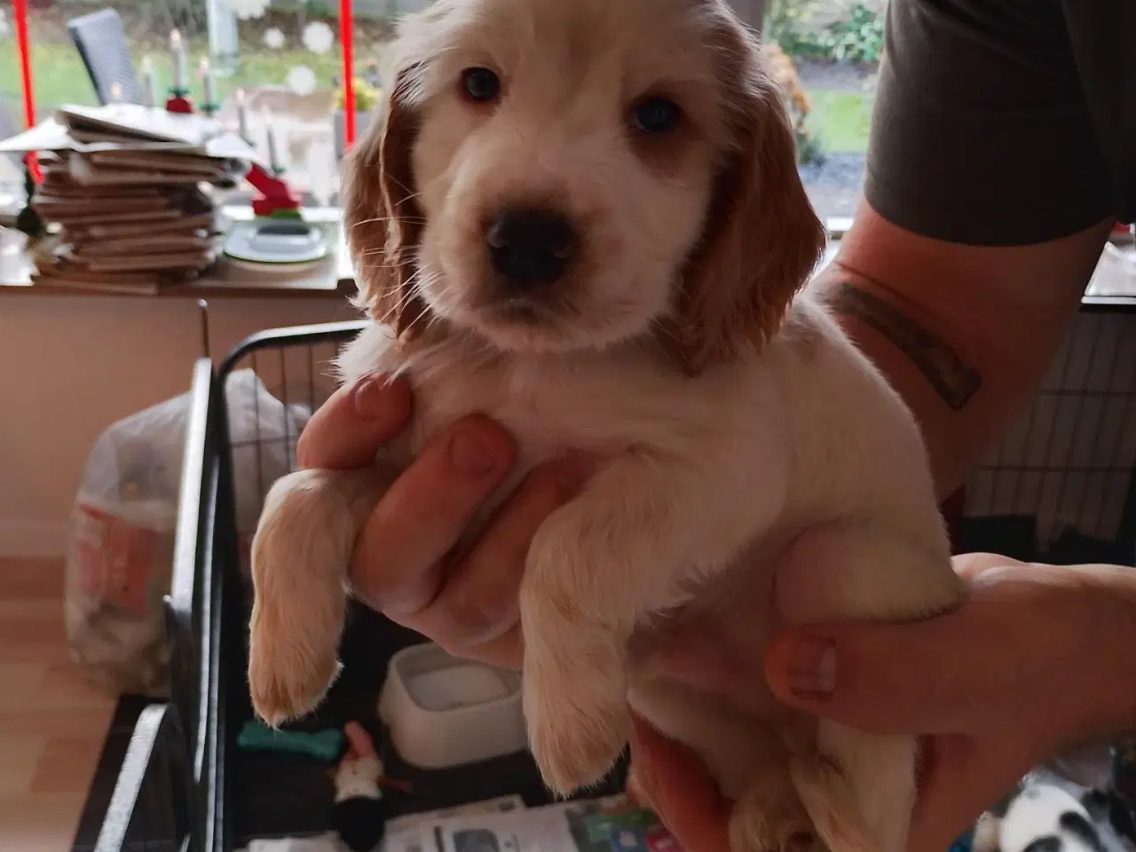 Billede 4 - Lækre Cocker Spaniels 