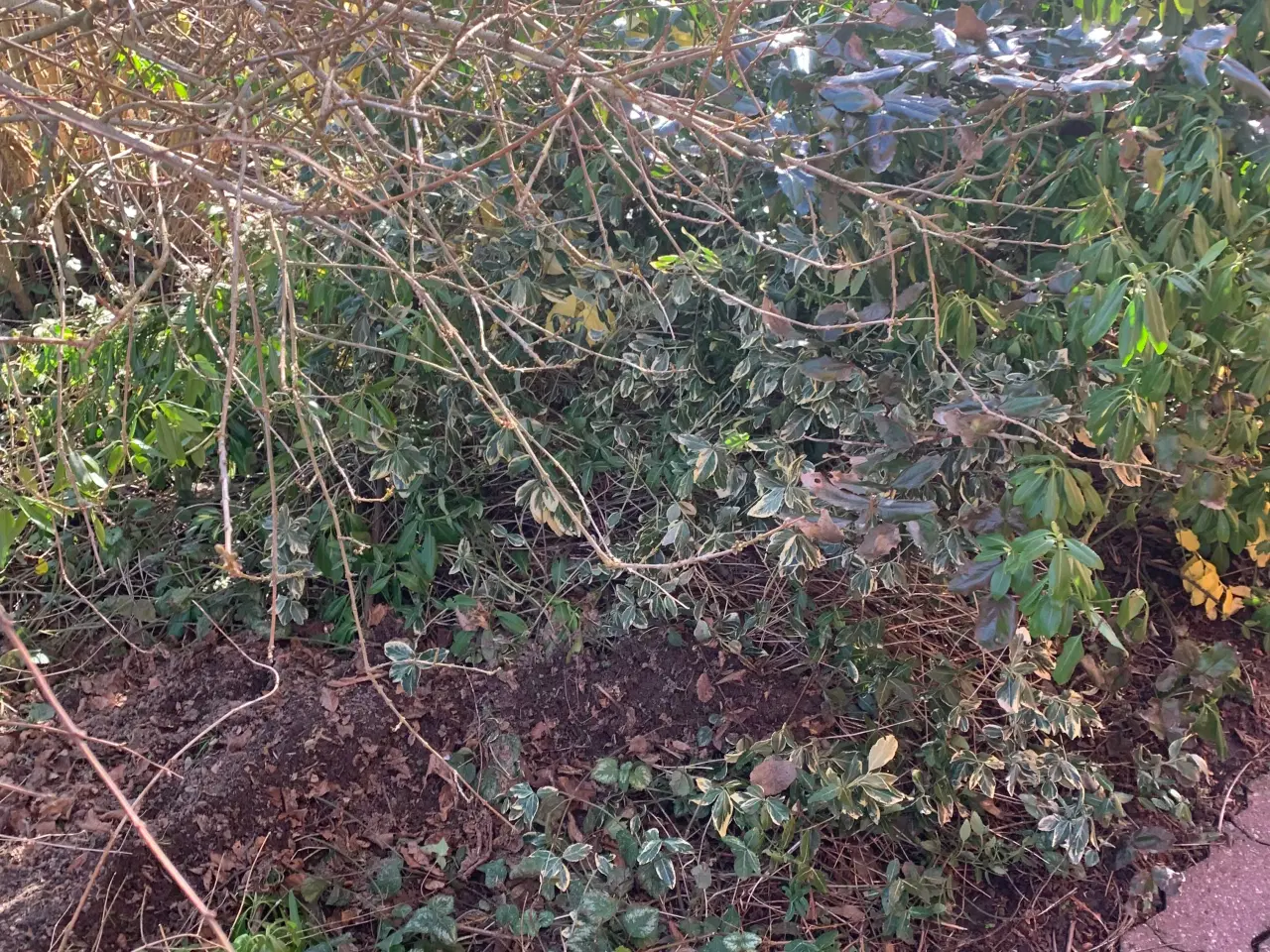 Billede 13 - Thuja busk og solbærbusk m m og mange marksten