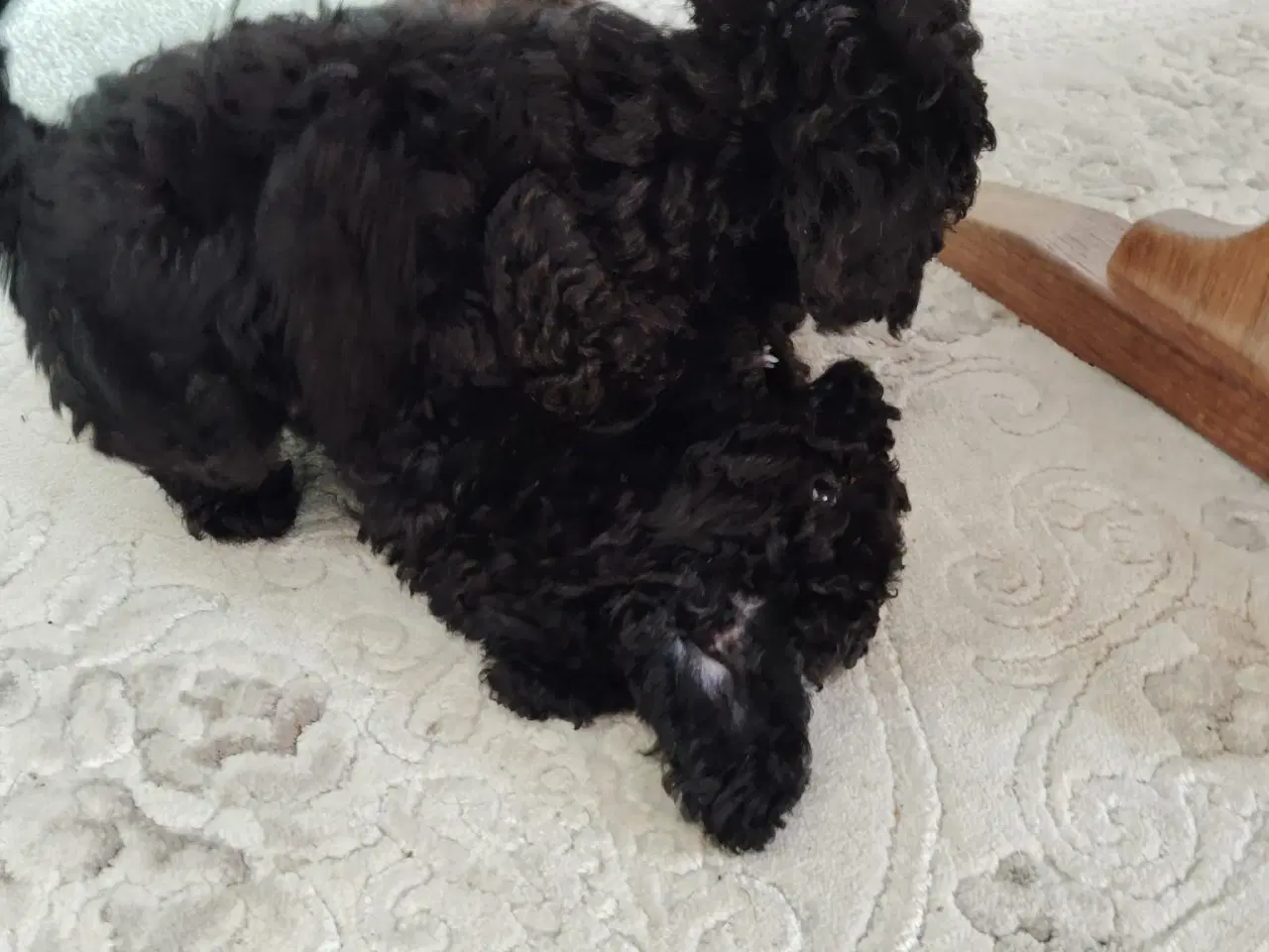 Billede 4 - Puddelhund hvalpe, 2 hunner