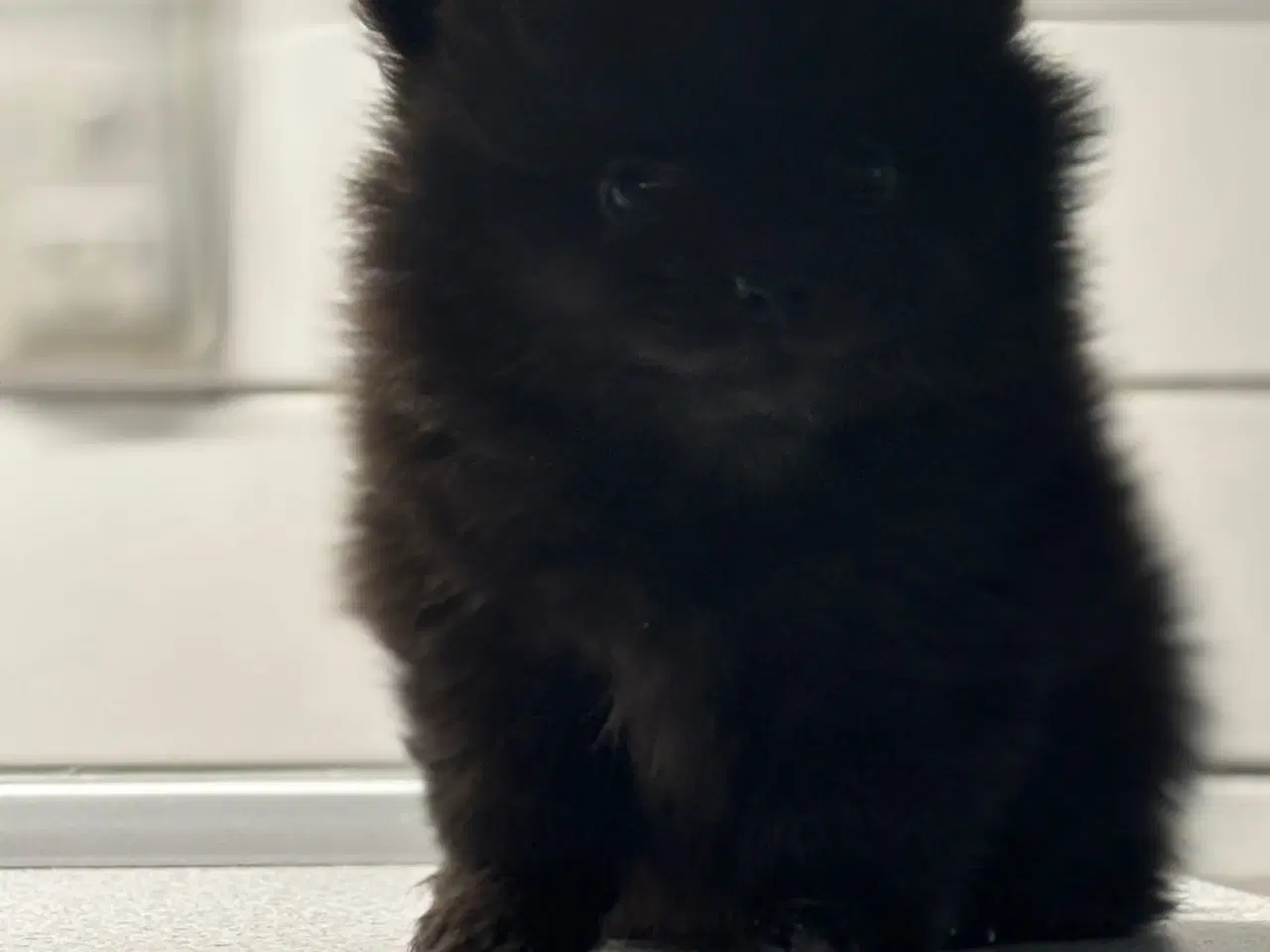 Billede 3 - Pomchi hvalpe