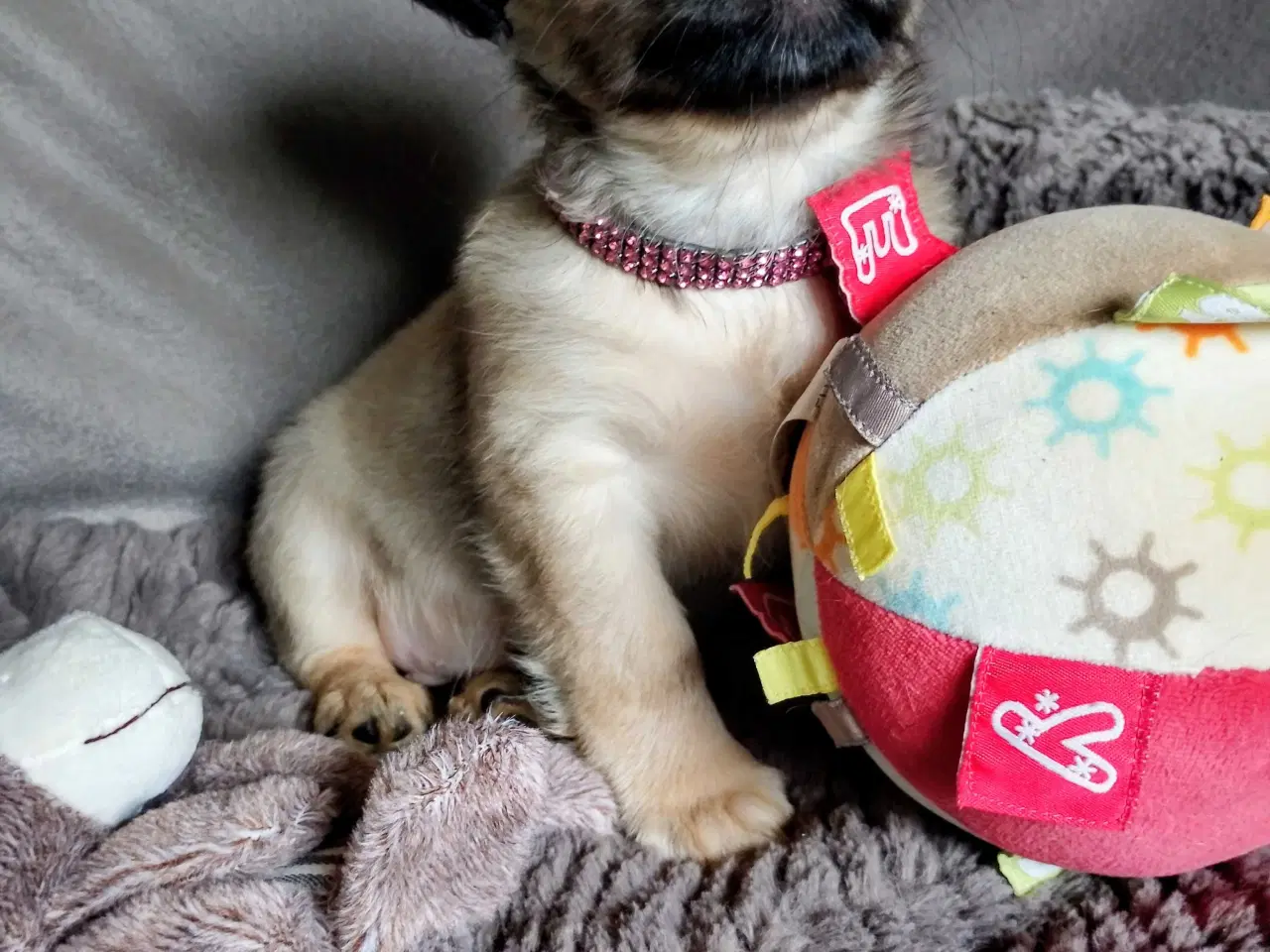 Billede 1 - Dejlige små race blandings hvalpe