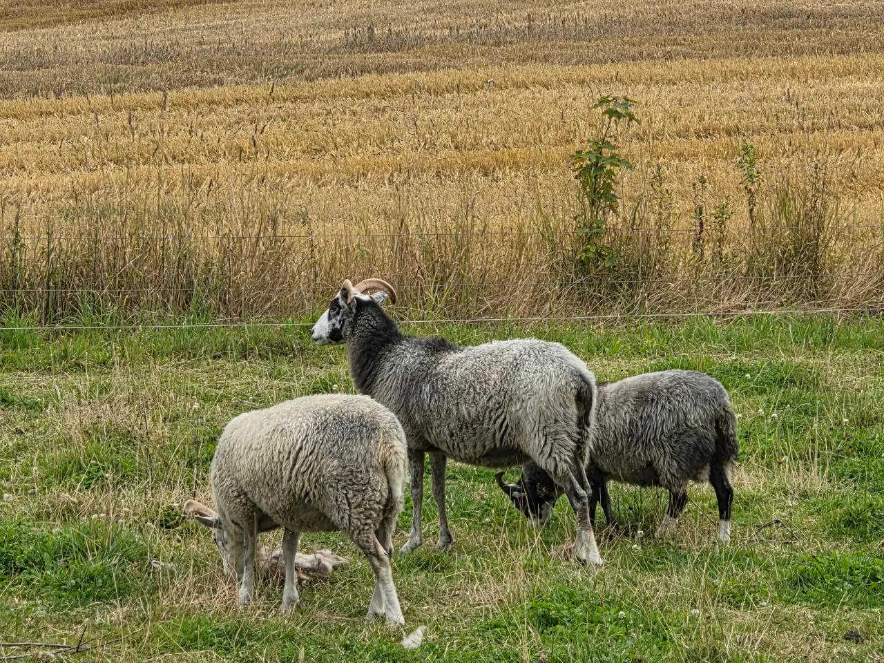 Billede 5 - Fårebesætning sælges (Gute) 