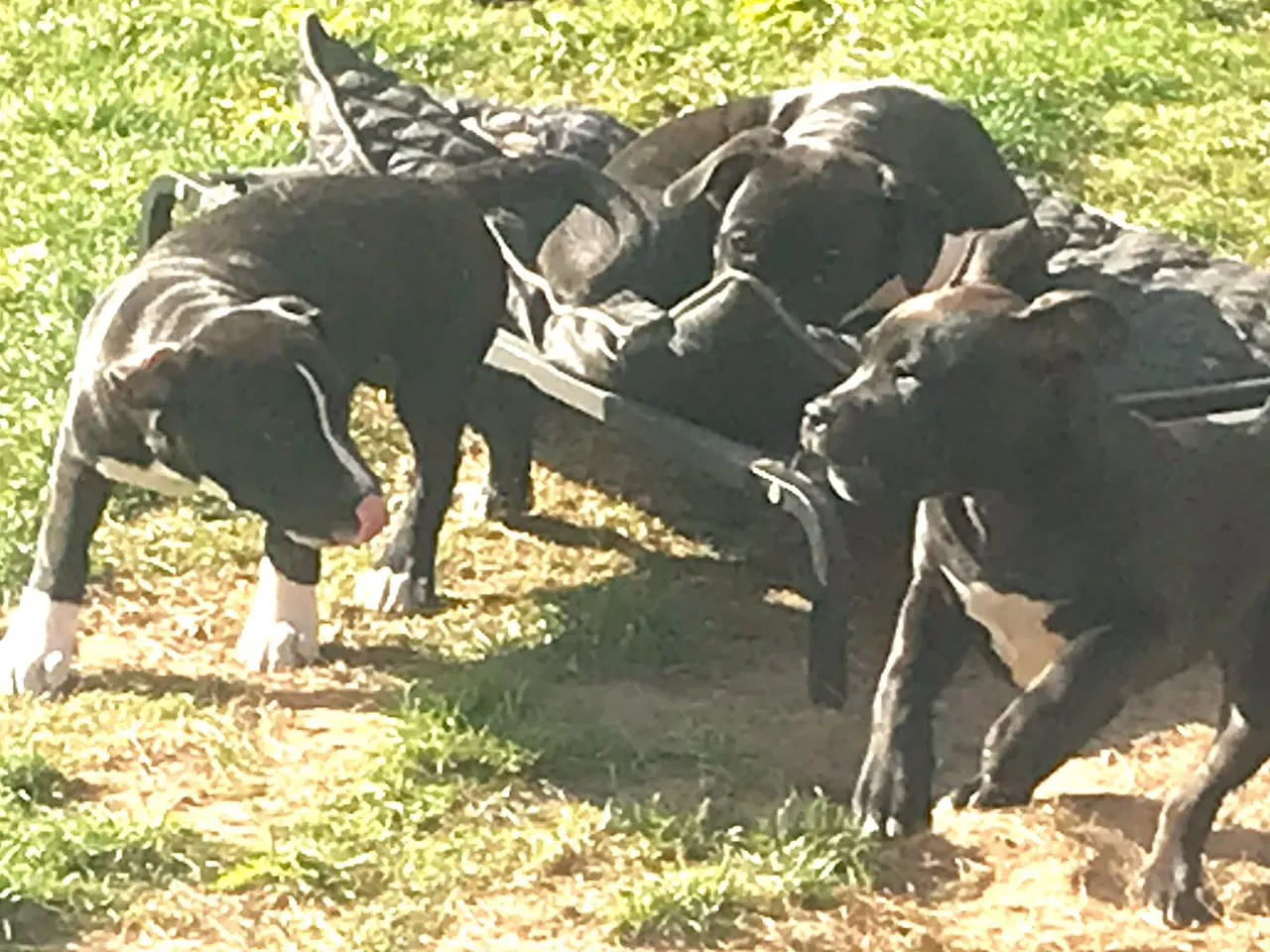 Billede 8 - Staffordshire Bull terrier hvalpe