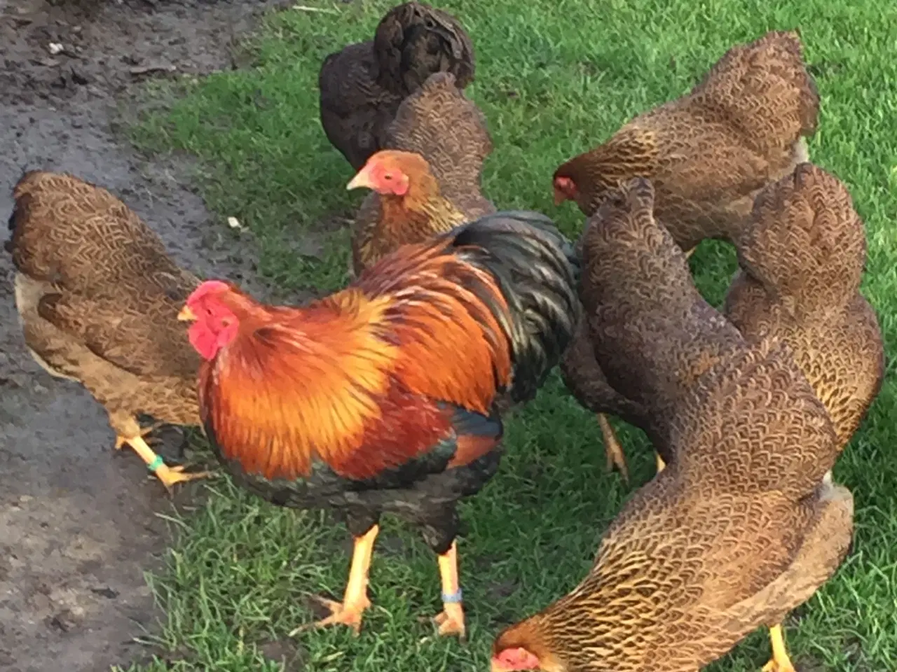 Billede 1 - Dværg Wyandotter 