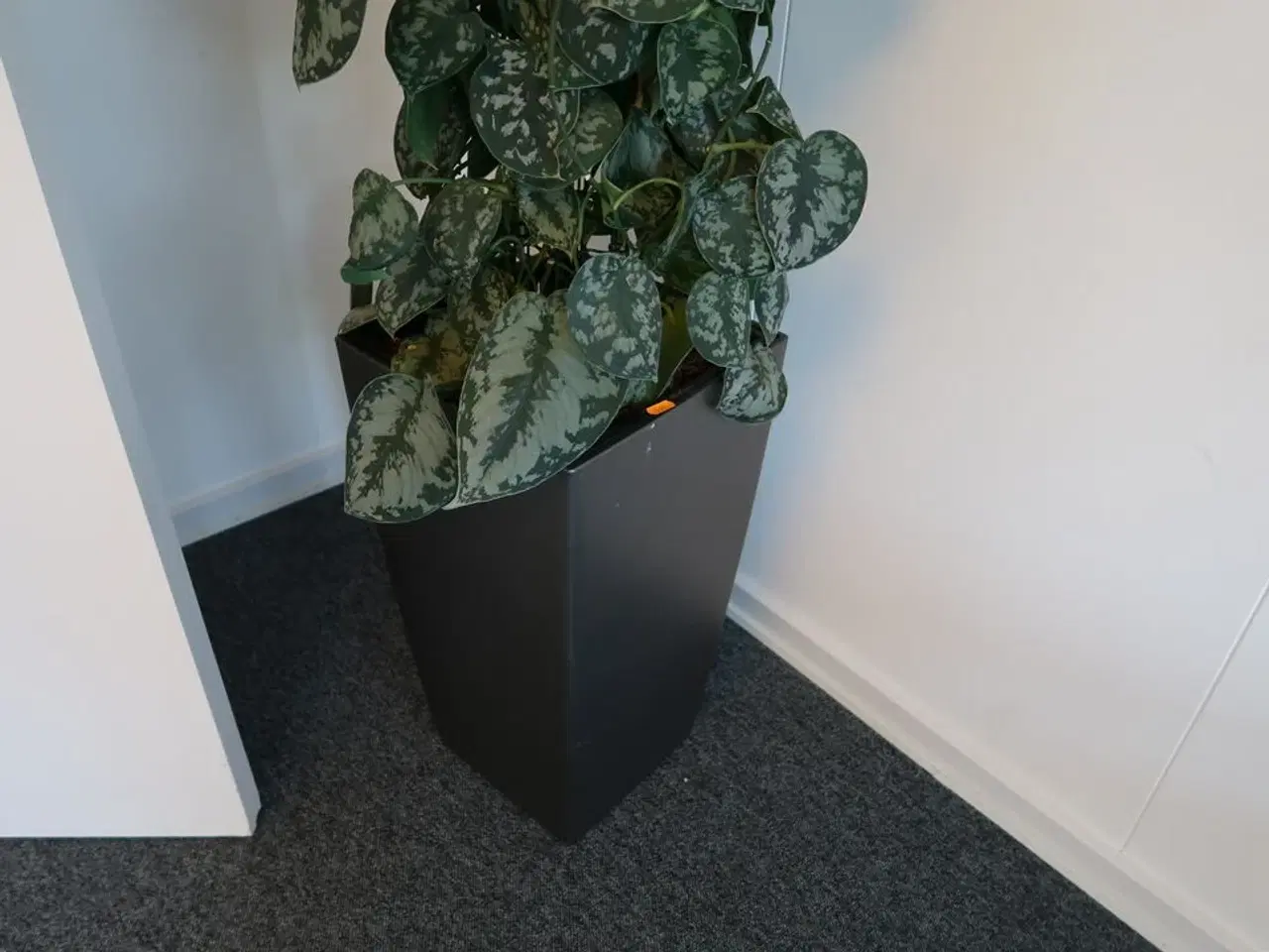 Billede 3 - Plante i krukke