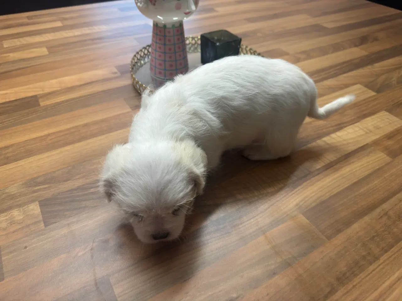 Billede 3 - Poshun hvalpe