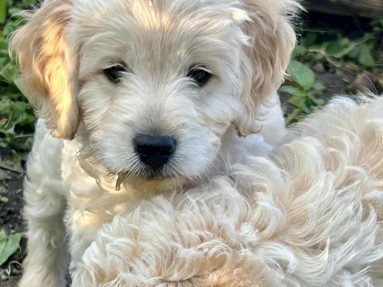Billede 6 - Mini-labradoodle / doodle sælges