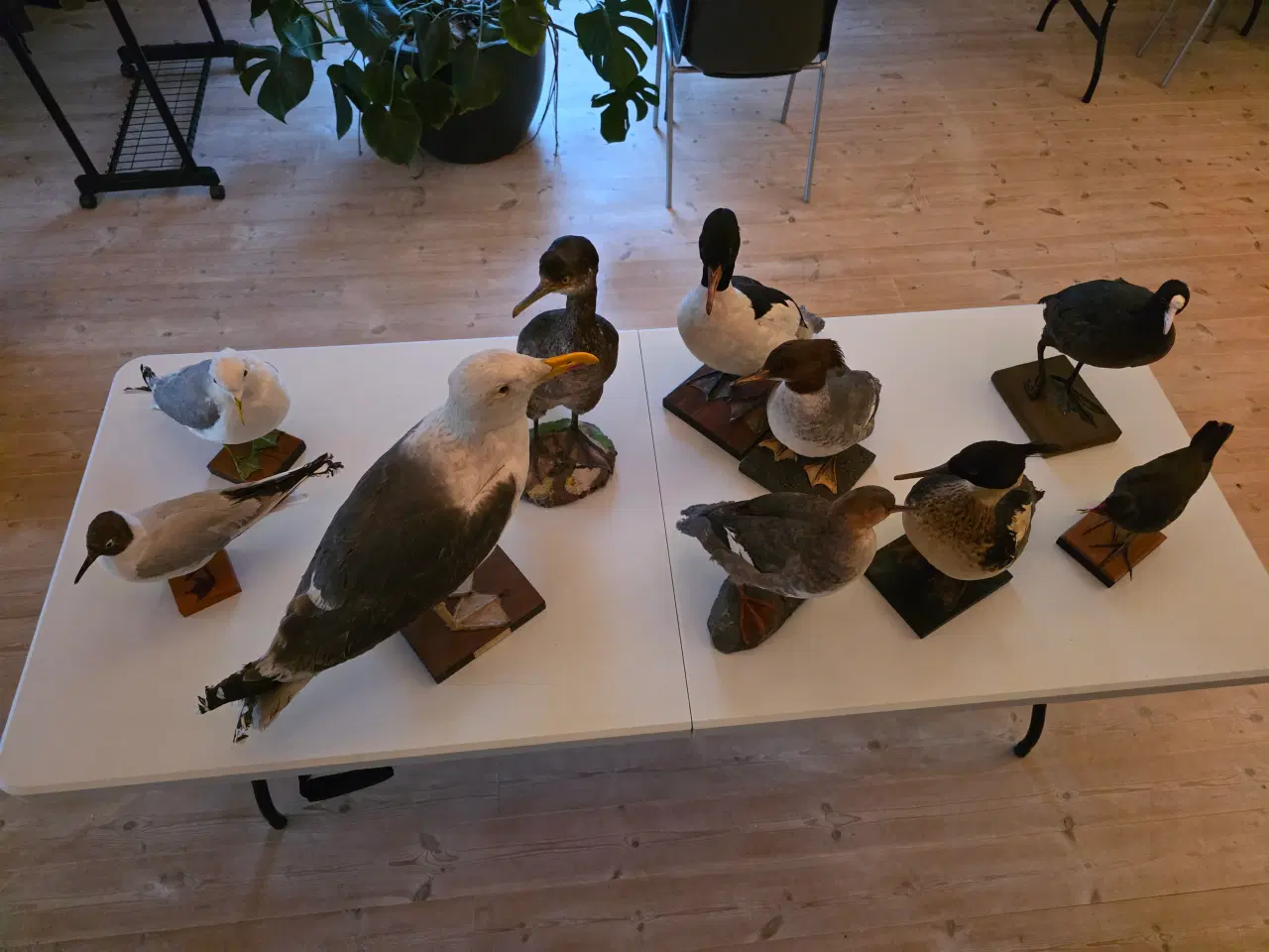 Billede 1 - Vandfugle sælges, enten samlet eller hver for sig