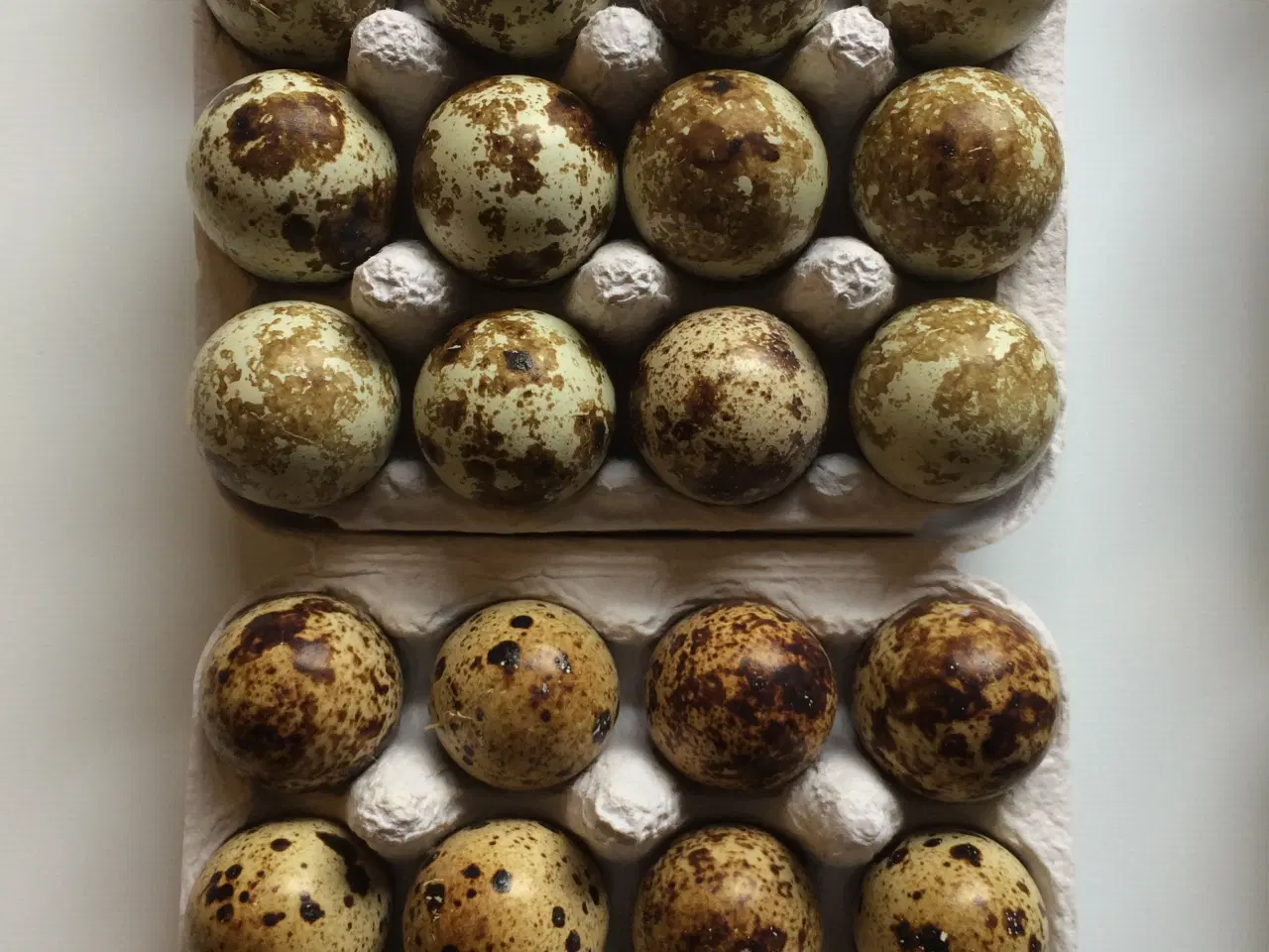 Billede 2 - Vagtel rugeæg fra japanske og franske vagtler