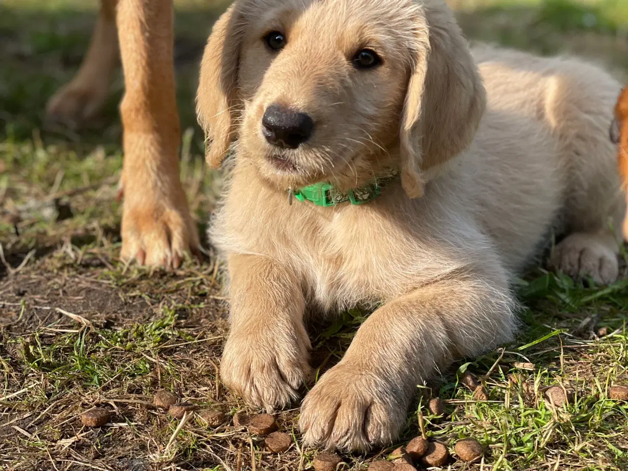 Billede 1 - Salgsklare Labradoddle hvape