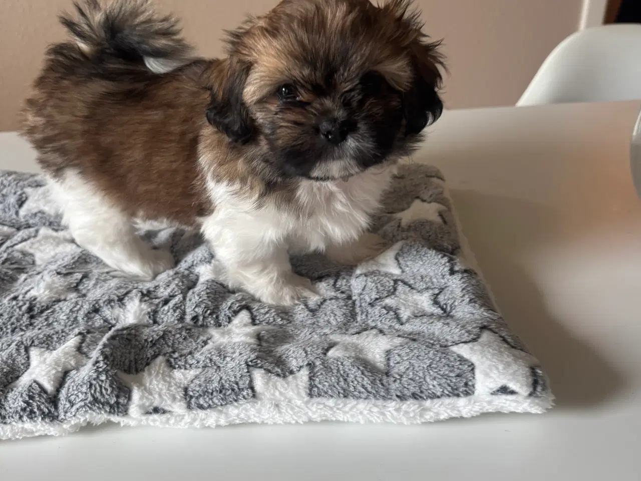 Billede 7 - Hundehvalpe. Shih tzu/tibetansk spaniel.