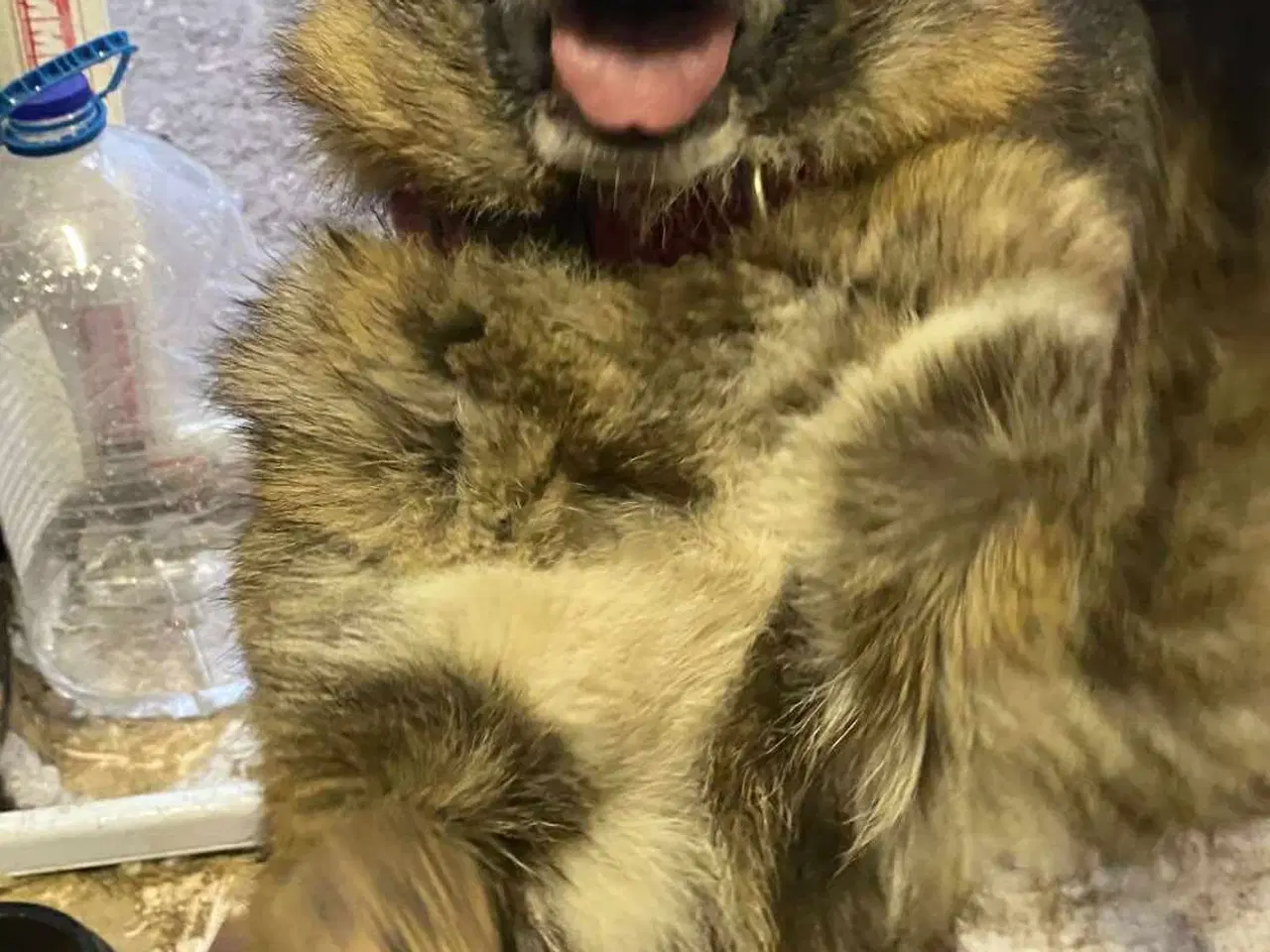 Billede 3 - Uadskilleligt makkerpar søger hjem sammen 🩷