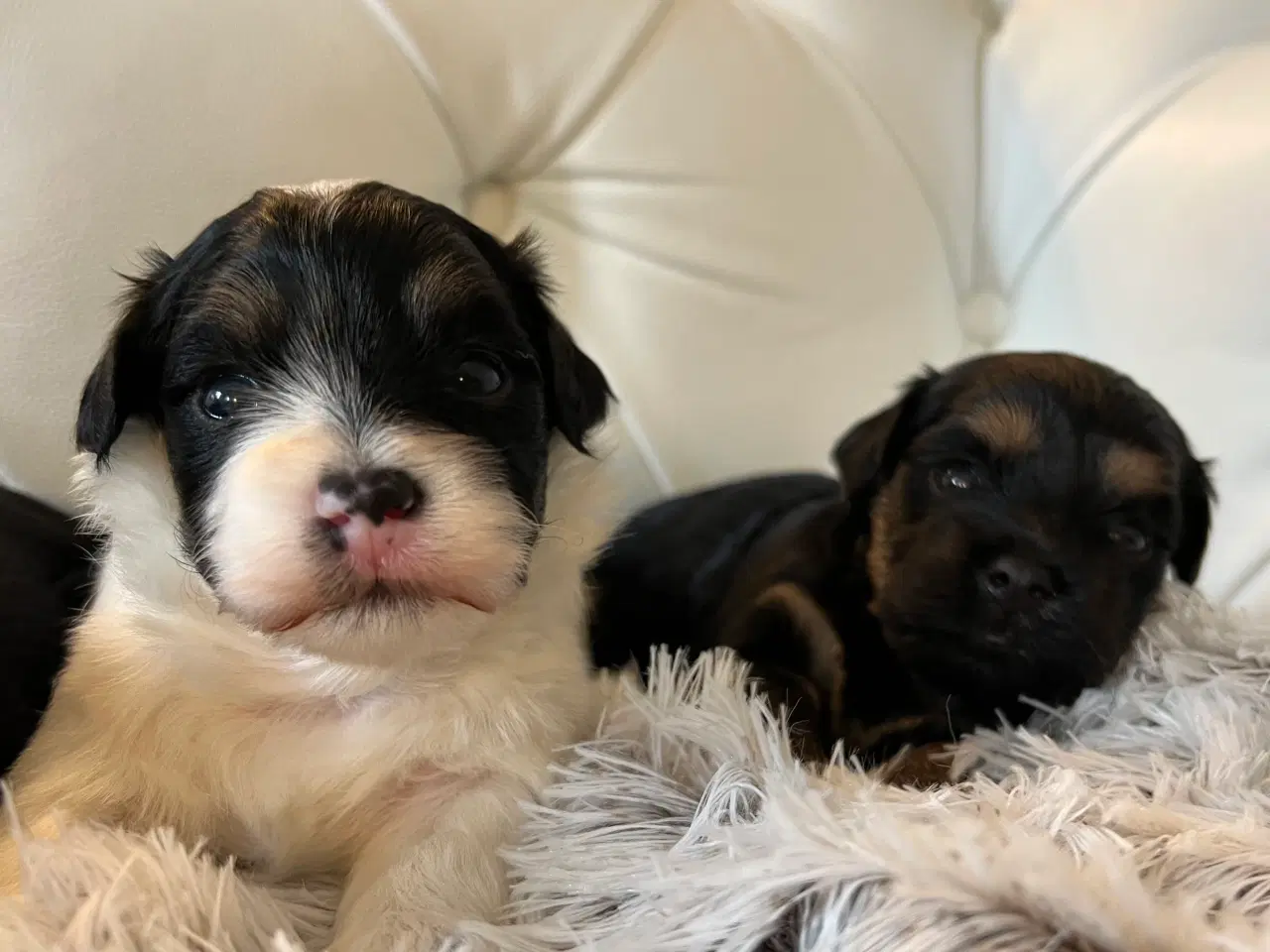 Billede 7 - Sødeste Bichon Havanais 