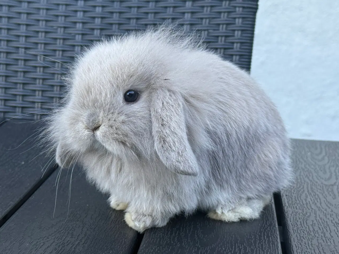 Billede 3 - Mini lion lop