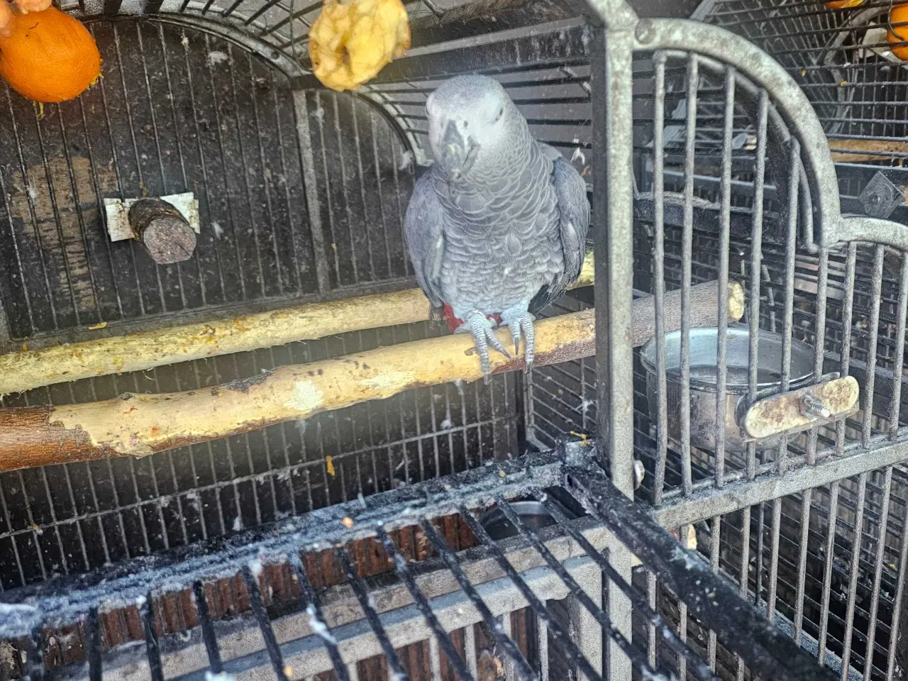 Billede 1 - Rødhalet grå jaco