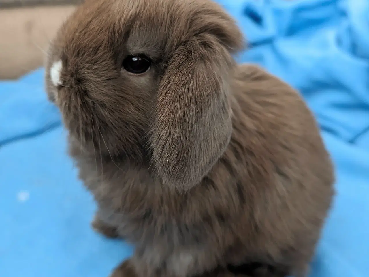 Billede 3 - Minilop kaninunge sælges