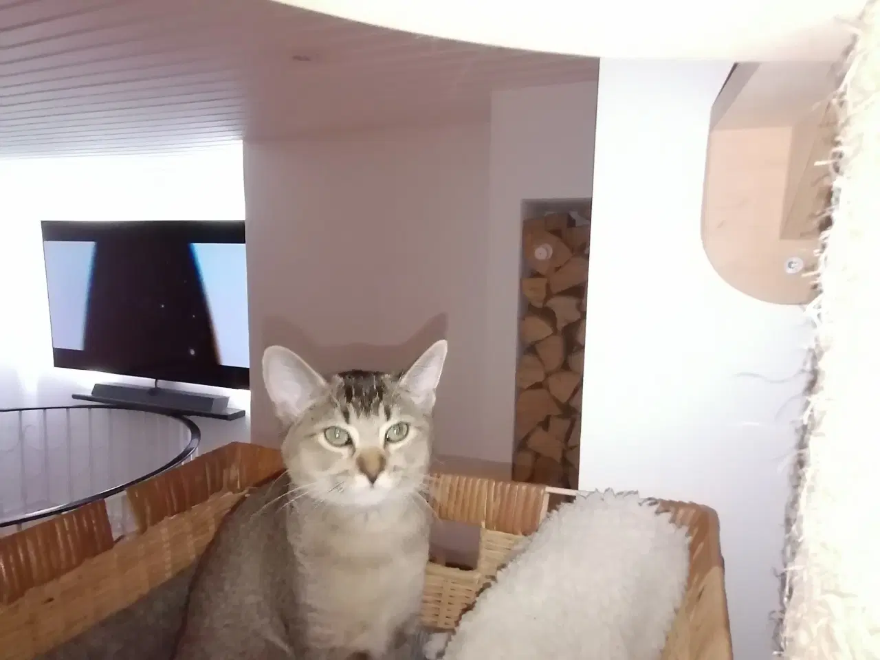 Billede 6 - Killinger British shorthair/Russian Blue