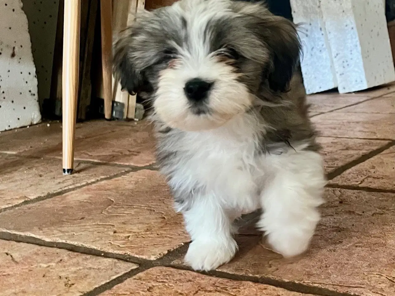 Billede 10 - Skønneste og gladeste tævehvlap