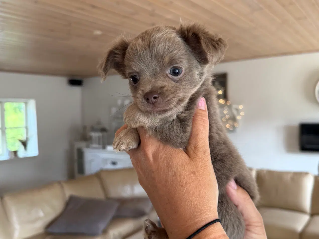 Billede 1 - Chihuahua hvalpe 