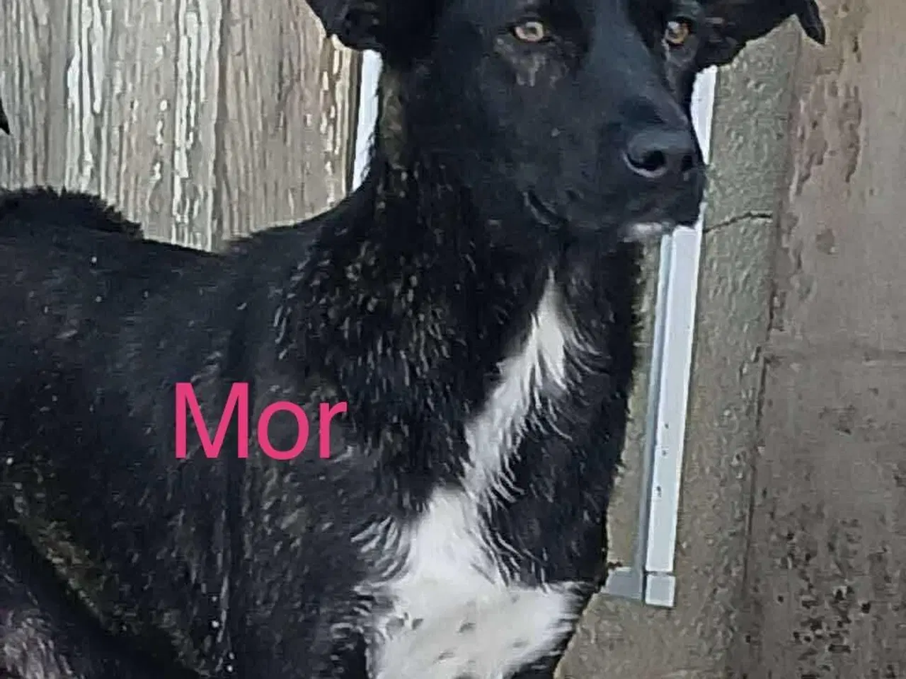 Billede 6 - Lille Zia leder efter sin egen familie 🩷