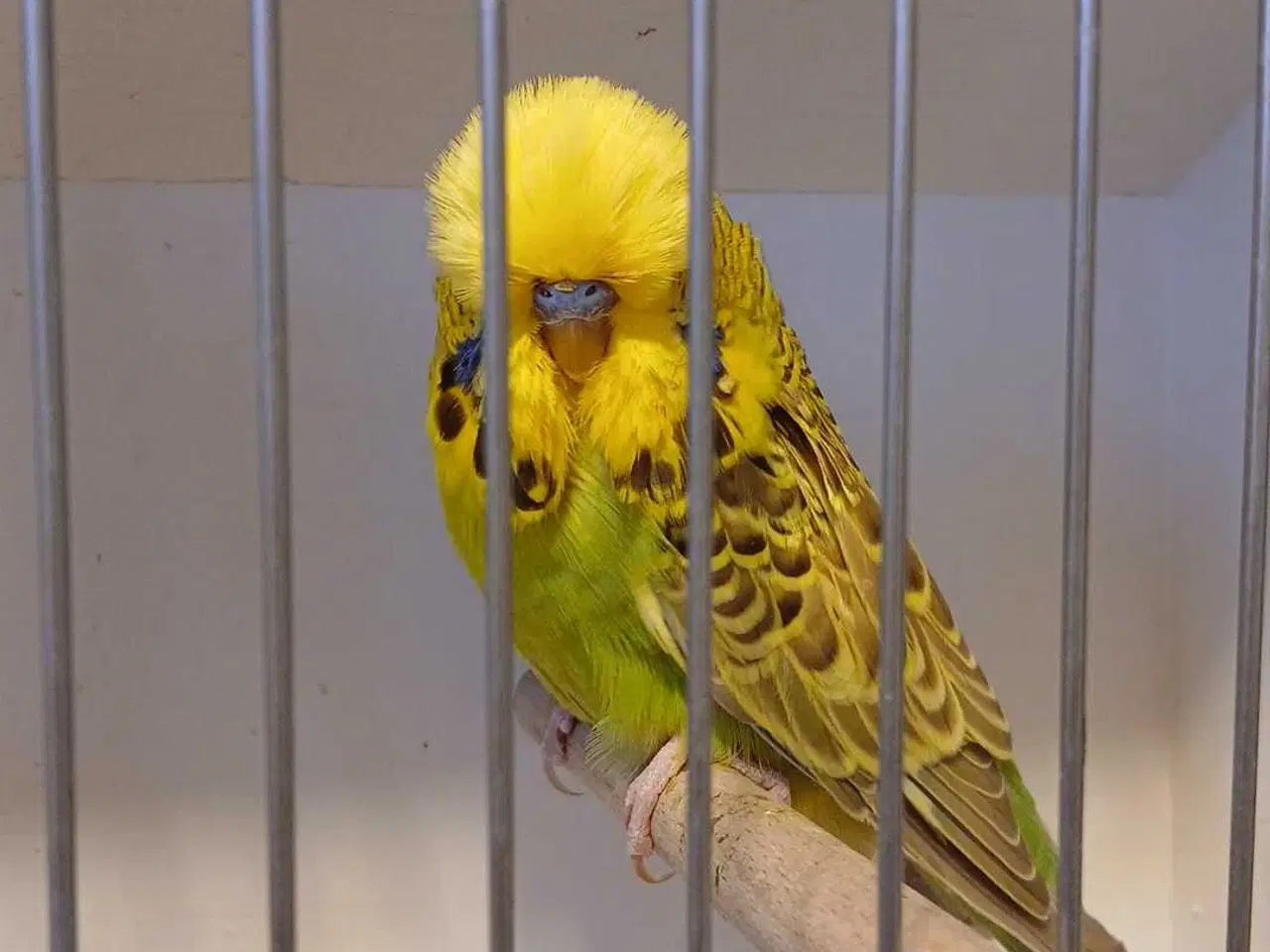 Billede 10 - 1 par Engelske undulater 