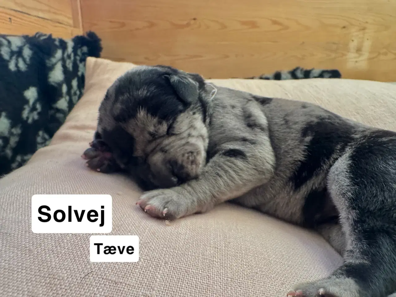 Billede 10 - Grand Danois hvalpe