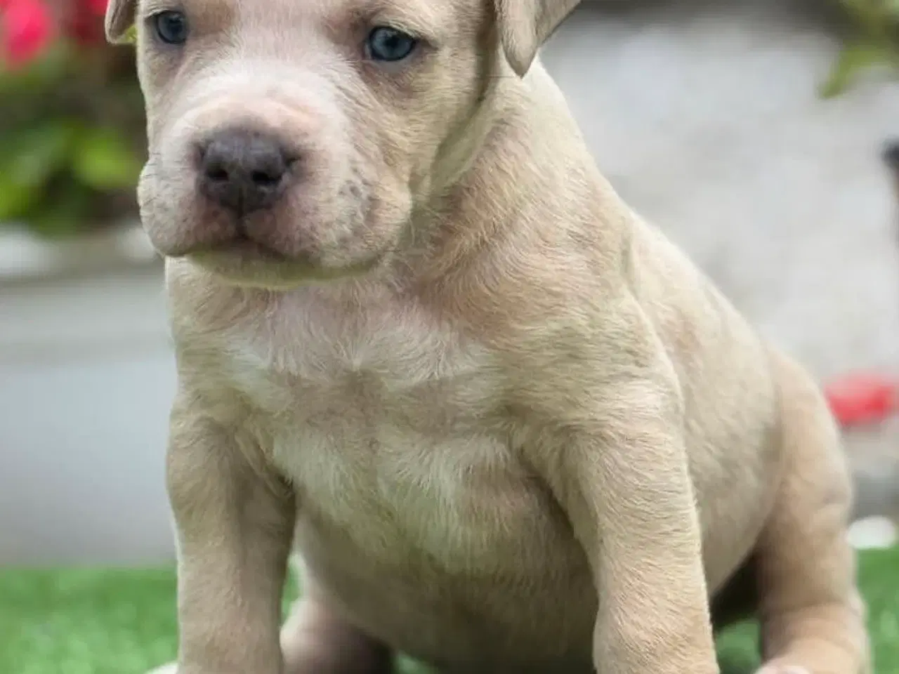 Billede 5 - American Bully han hundehvalp