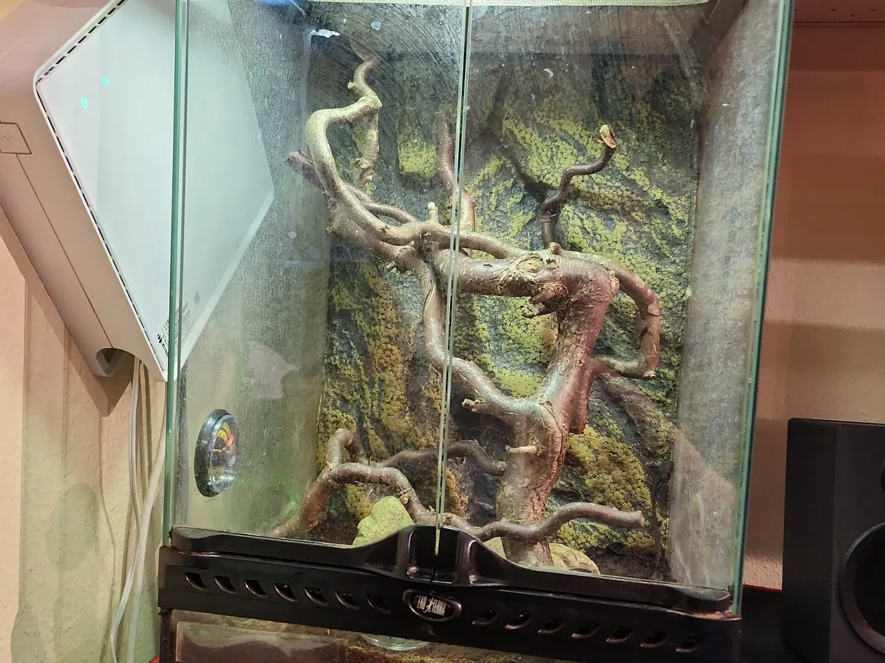Billede 8 - Kronegekko pige på 2 og en på 2 månederen den 3/9