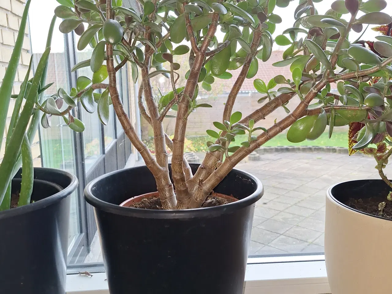 Billede 1 - Stueplante