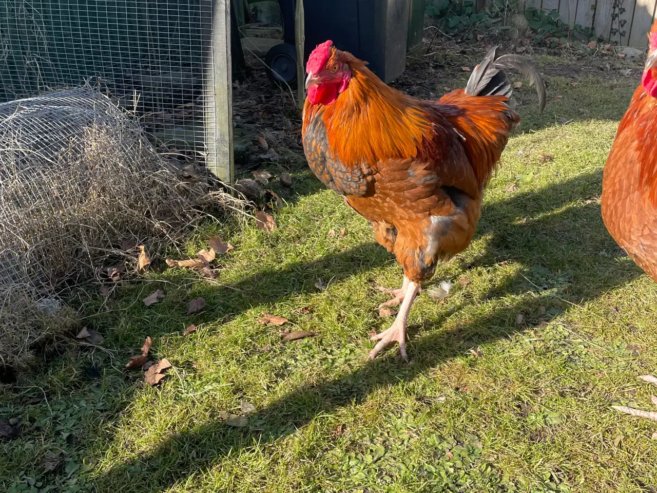 Billede 6 - Racerene Sorte Kobber Maraner og 3 blandingshaner