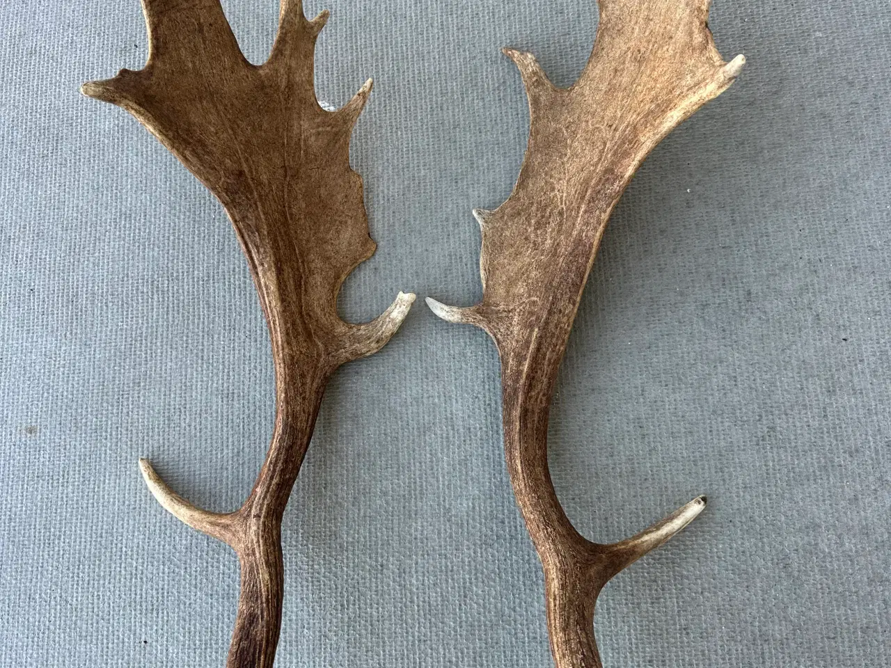 Billede 3 - Store flotte kastestænger fra dåhjorte sælges