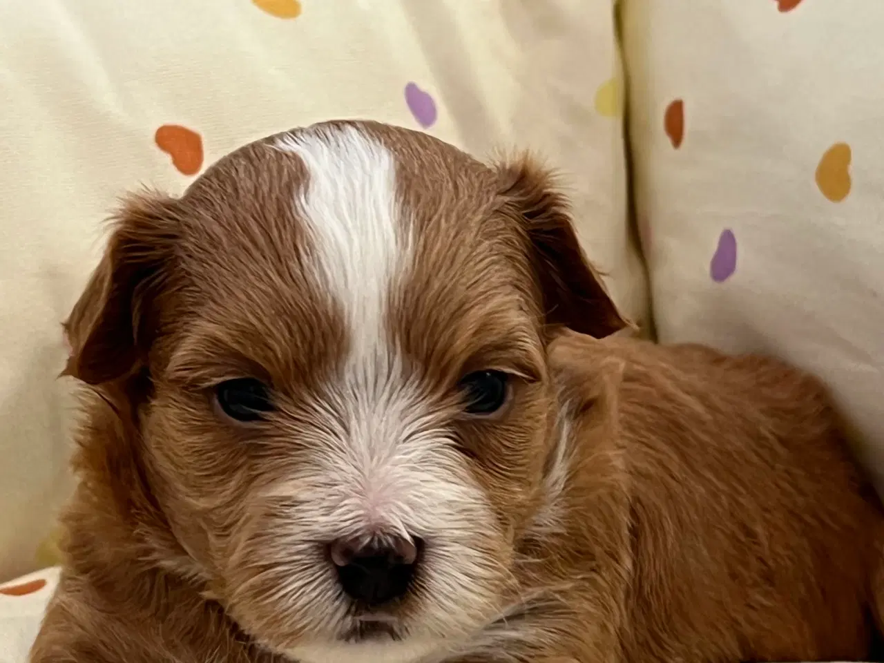 Billede 8 - 🧡Smukke & Søde Bichon Havanais 🧡