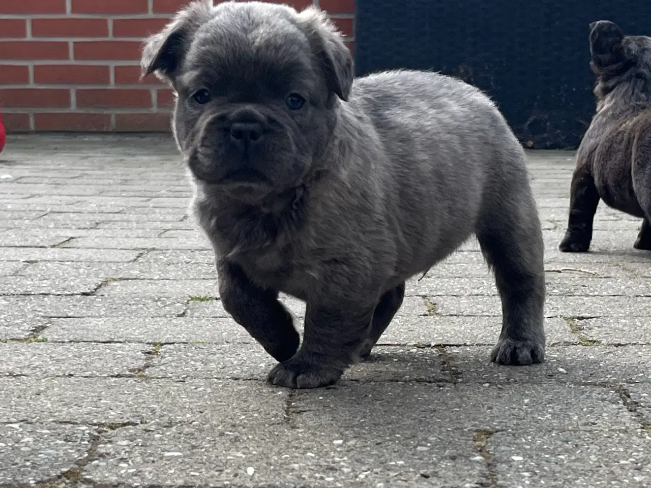 Billede 3 - Fluffy fransk bulldog med stsmtsvle